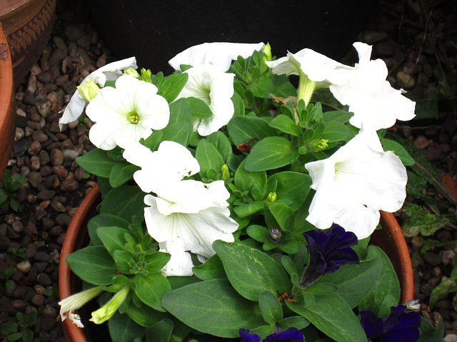New white petunias