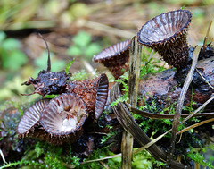 Fluted Birds Nest Fungus. Cyathus striatus
