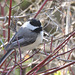 Black-capped Chickadee