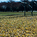 Ginkgo leaves on the ground