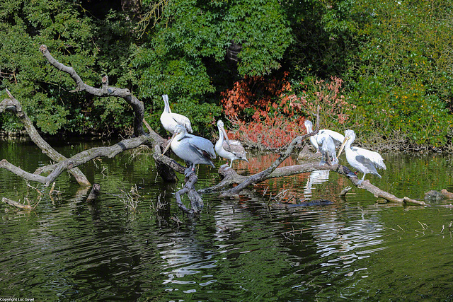 IMG 8412.jpg 2017 09 16  Zoo Planckendael II