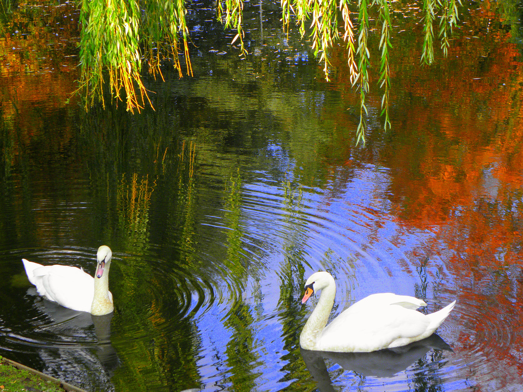 Spring pool