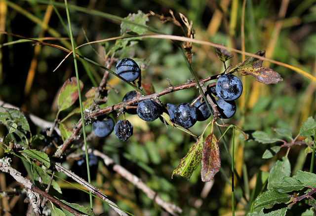 Fruits d'automne -Prunellier