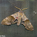 Hawk Moth ?  (ID needed)