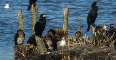 20190223 4462CPw [D~MS] Kormoran, Rieselfelder Münster