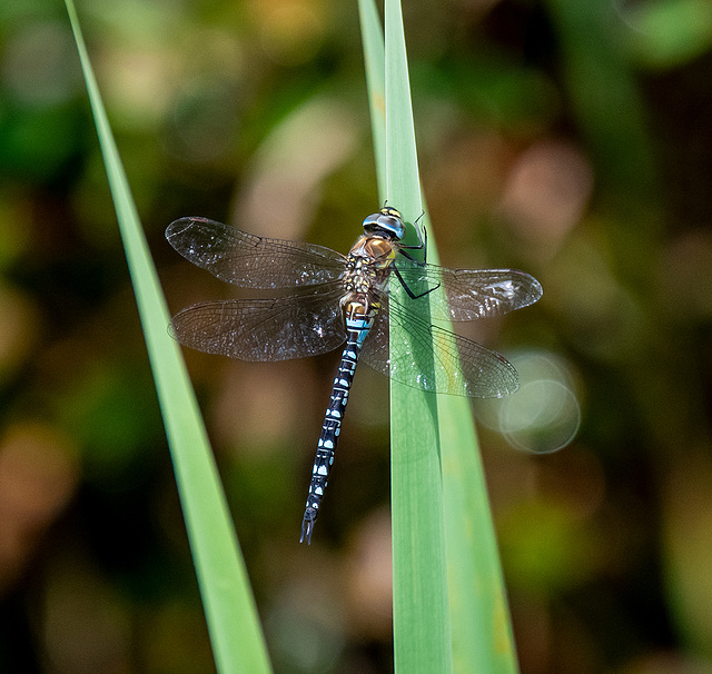 Migrant hawker.