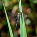 Migrant hawker.