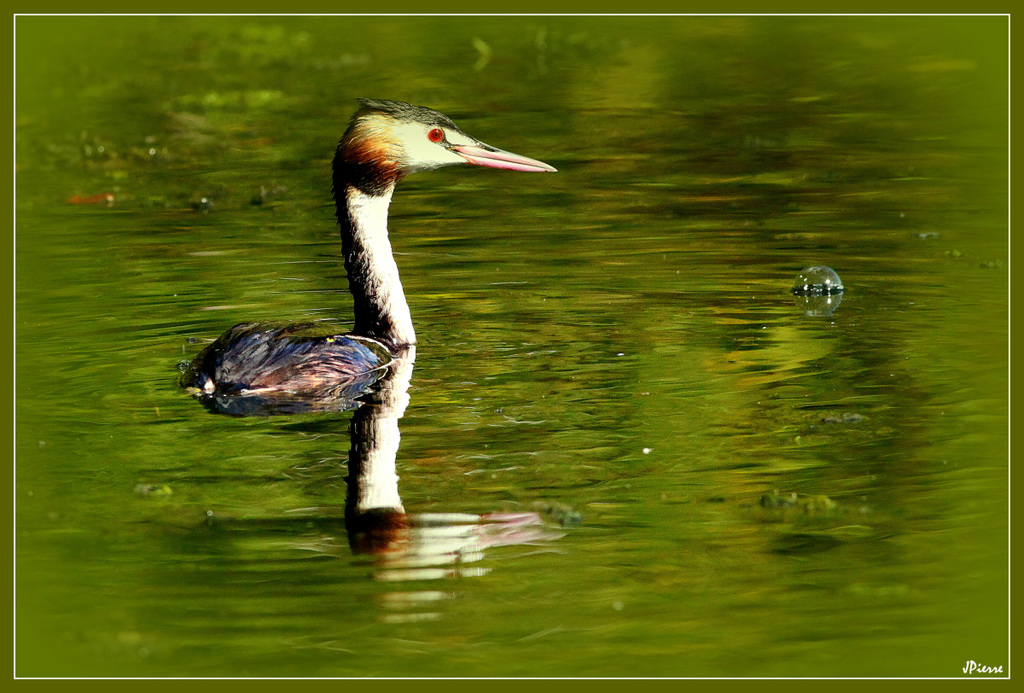 Great crested grebe
