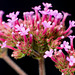 July 30: flower macro