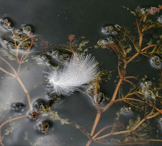 Pond life.  Happy  Easter