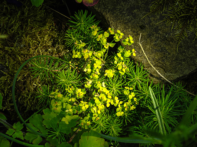 20230531 0451CPw [D~LIP] Zypressen-Wolfsmilch (Euphorbia cyparissias), UWZ, Bad Salzuflen