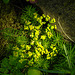 20230531 0451CPw [D~LIP] Zypressen-Wolfsmilch (Euphorbia cyparissias), UWZ, Bad Salzuflen