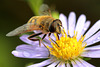 EOS 90D Peter Harriman 12 21 41 20192 hoverfly dpp