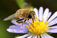 EOS 90D Peter Harriman 12 21 41 20192 hoverfly dpp