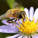 EOS 90D Peter Harriman 12 21 41 20192 hoverfly dpp