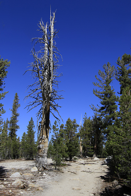 Trail to Upper Cathedral Lake