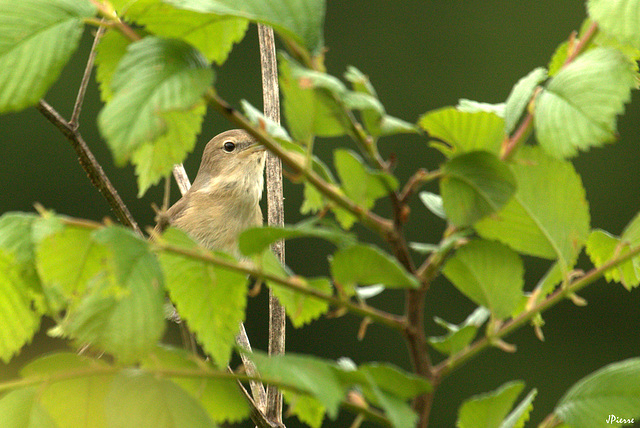 Fauvette des jardins