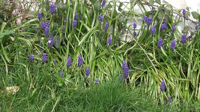 A host of blue grape hyacinths