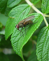 mouche / fly