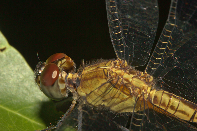 IMG 8830dragonfly