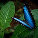 The Butterfly Place - Westford, MA