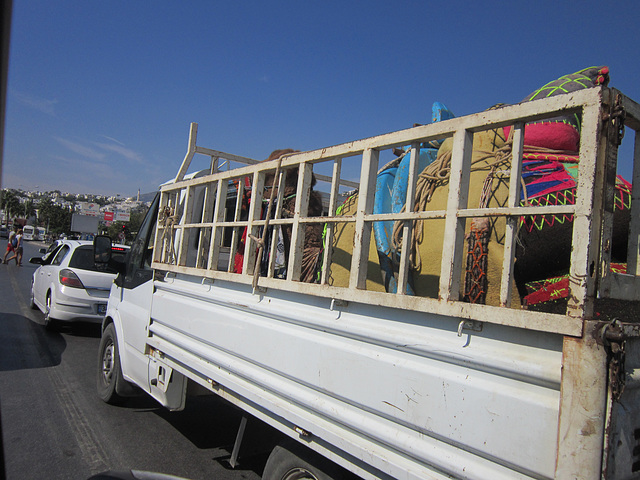 A camel having a ride in the back of a trailer!!!