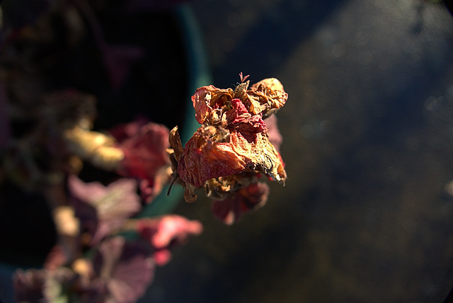 Wintering Flowers