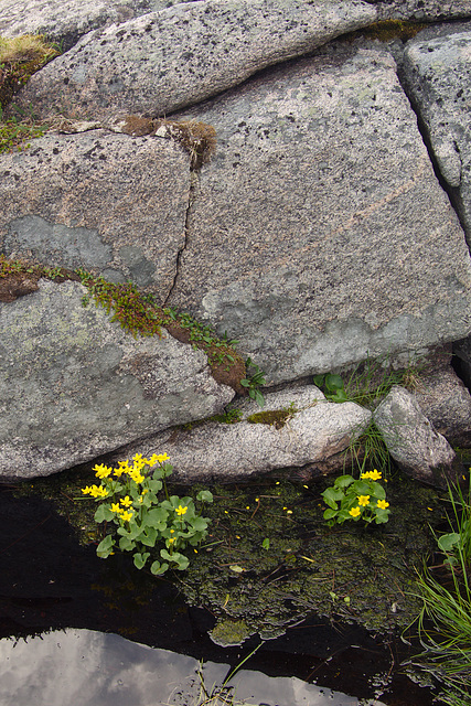 Yellow flowers