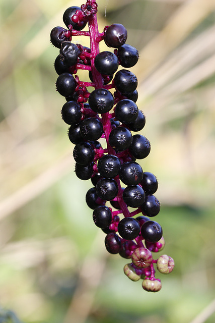 Pokeweed