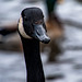 Canada goose.