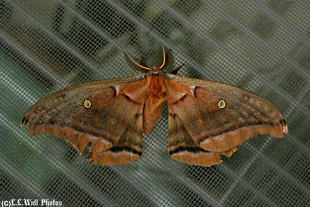 Polyphemus Moth, tattered and tired ...