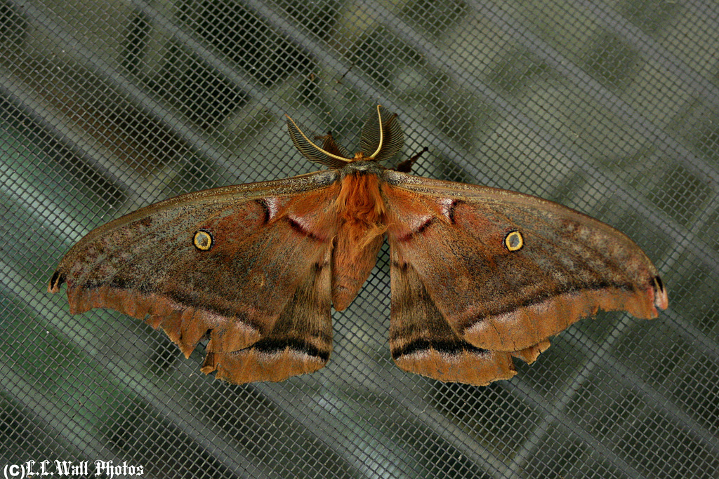 Polyphemus Moth, tattered and tired ...