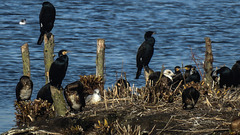 20190223 4463CPw [D~MS] Kormoran, Rieselfelder Münster