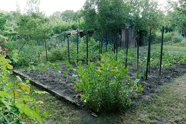 Jardins ouvriers au Fort d'Aubervilliers.