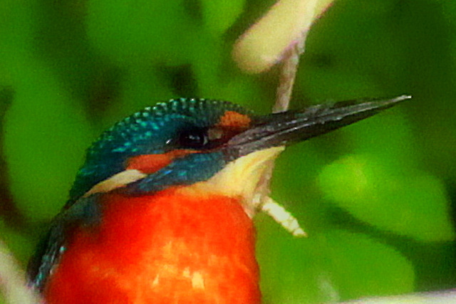 The "Kingfisher"