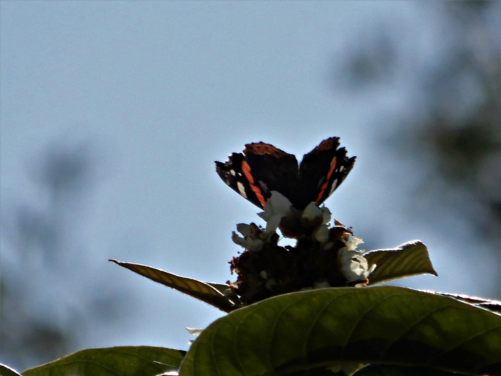 papillon