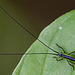 20110519 3079RMw [D~MI] Insekt, Großes Torfmoor, Hille