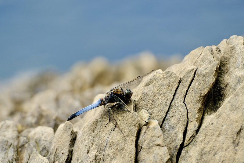 Libelle