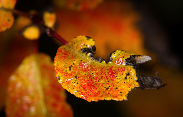 Wie schön Herbstblätter auch wirken können :))  How beautiful autumn leaves can also look :))  Comme les feuilles d'automne peuvent aussi être belles :))