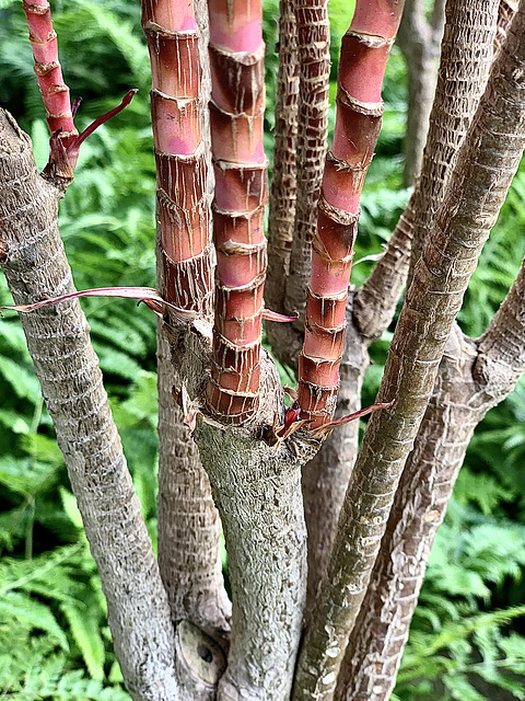 Landscaping Detail