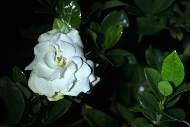 Gardenia