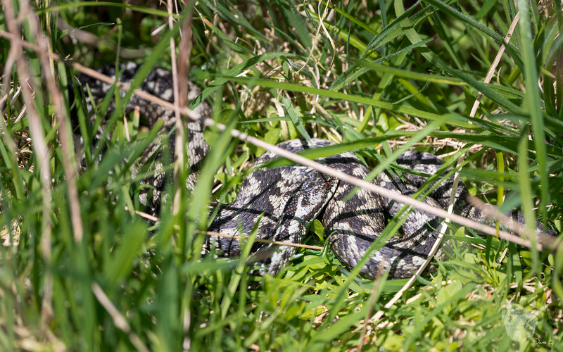 Adder