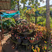 Plantes assorties