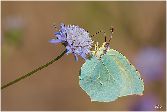 Citron de Provence (Gonepteryx cleopatra)