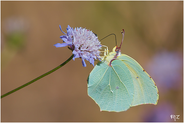 Citron de Provence (Gonepteryx cleopatra)