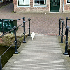 Cat crossing the Dullenbrug