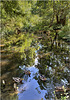 Leg of Mutton Pond, Bushy Park