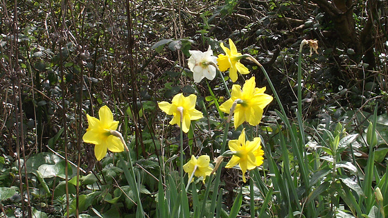 The gorgeous yellow trumpets of the daffodils