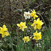 The gorgeous yellow trumpets of the daffodils