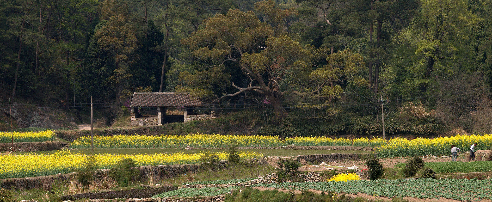 Chinese Oil Seed Farming
